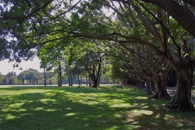 Passeio para o bosque